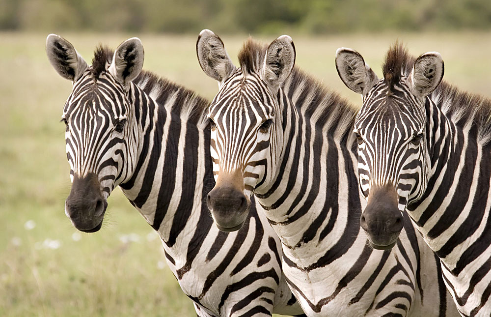 spotted zebra masai mara