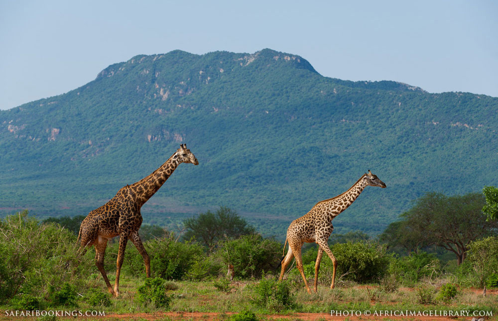 Tsavo East National Park – Travel guide, Map & More!